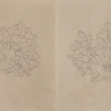 Nahid Behboodian, untitled, from “Orchids” series, pencil on paper, diptych, overall size: 40 x 58 cm, frame size: 43 x 62 cm, 2020
