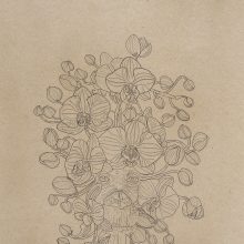 Nahid Behboodian, untitled, from “Orchids” series, pencil on paper, 40 x 29 cm, frame size: 44 x 32.5 cm, 2020
