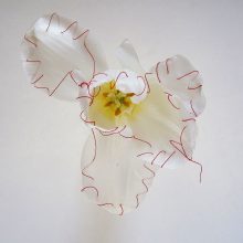 Ursula Neugebaur, “Bondage” Series, Petals sewn with red thread, 12 photographs, 40 x 40 cm, edition of 3 + AP 